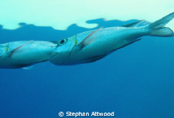 Bigeye Emperor at 2M. by Stephan Attwood 